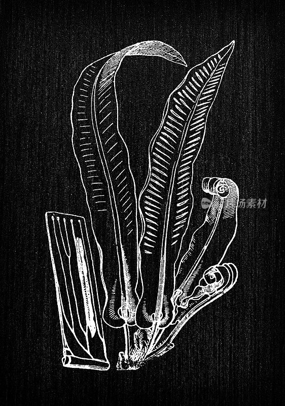 植物学植物古董雕刻插图:Asplenium scolopendium(鹿舌草、鹿舌蕨)